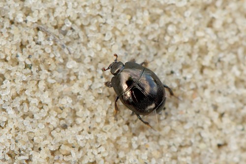 Hypocaccus rubripes