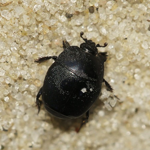 Hypocaccus rugiceps