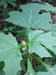 Smallanthus uvedalia