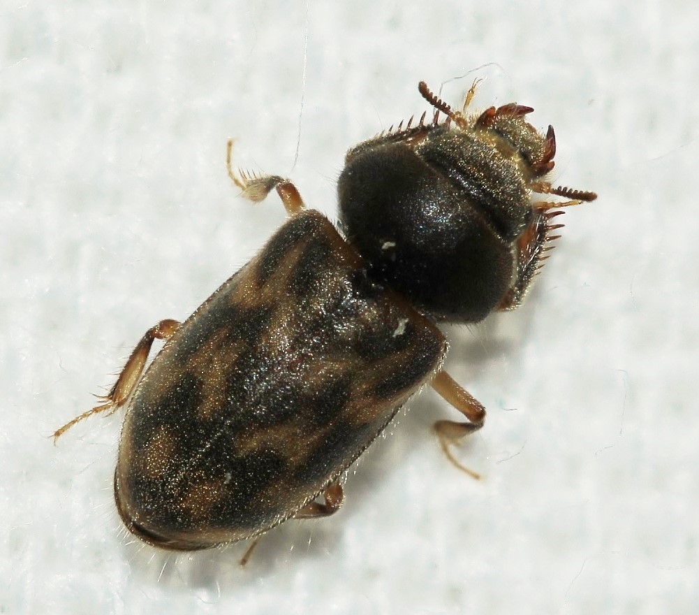 Heterocerus flexuosus