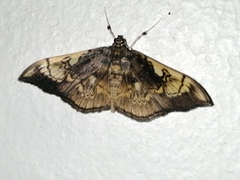 Pantographa acoetesalis