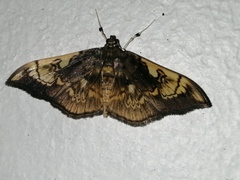 Pantographa acoetesalis