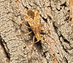 Centrocoris spiniger