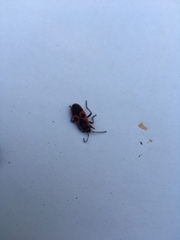 Pyrrhocoris apterus