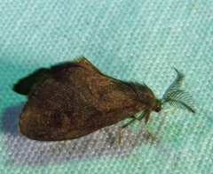 Cryptothelea gloverii