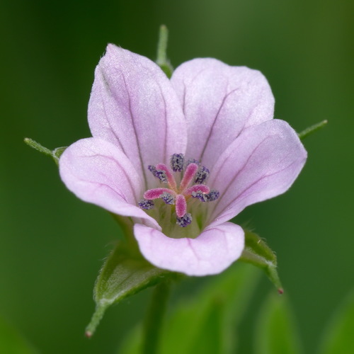 Sibirinis snaputis nuotrauka