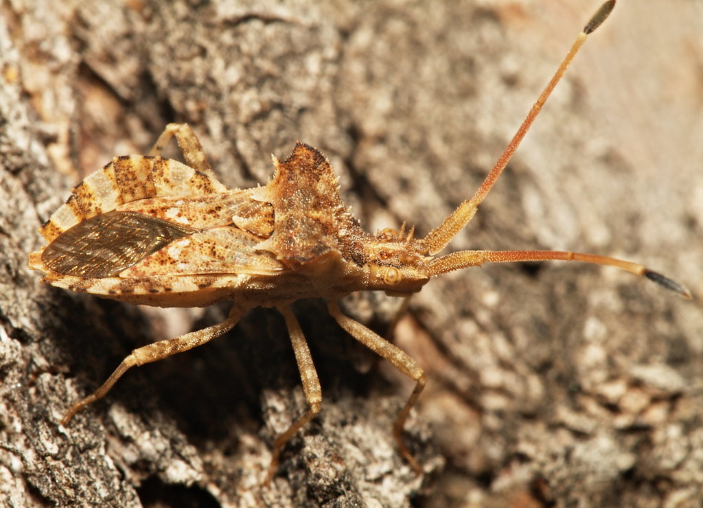 Centrocoris spiniger