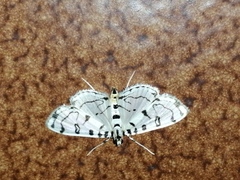 Conchylodes terminipuncta