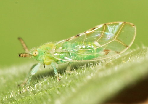 Fig psylla
