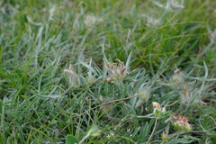 Convolvulus calvertii