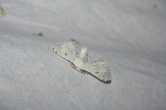 Penicillifera apicalis