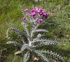 Carduus carlinoides