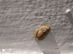 Trischalis subaurana