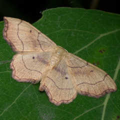 Idaea emarginata