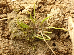 Anthoceros agrestis