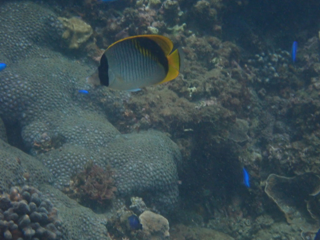 Lined butterflyfish