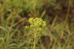 Stevia serrata