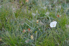 Convolvulus calvertii