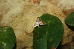 Rehimena