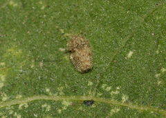 Urentius hystricellus