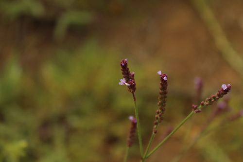 Seashore vervain (Verbena litoralis)