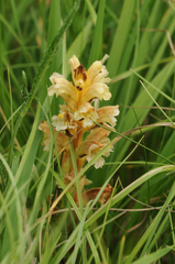 Orobanche lutea