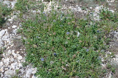 Globularia trichosantha
