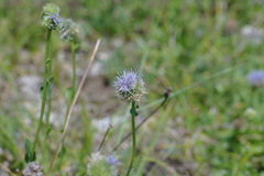 Globularia trichosantha