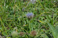 Globularia trichosantha