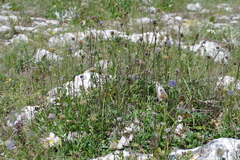 Globularia trichosantha