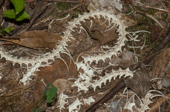 Masticophis flagellum
