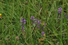 Polygala comosa