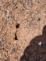 Pogonomyrmex barbatus