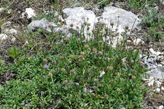 Globularia trichosantha