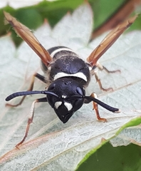 Ancistrocerus waldenii