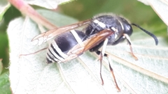 Ancistrocerus waldenii