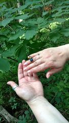 Desmocerus palliatus