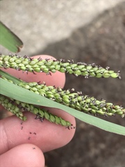 Paspalum pubiflorum glabrum