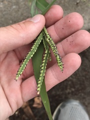 Paspalum pubiflorum glabrum
