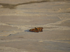 Aglais caschmirensis