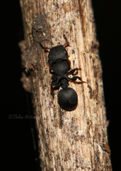 Cataulacus taprobanae