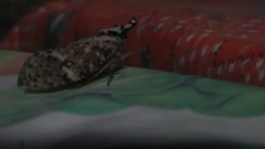 Phrictus moebiusi