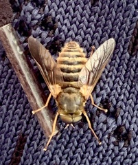 Goniops chrysocoma