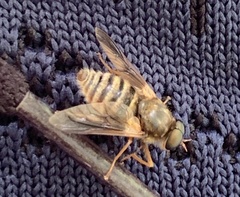 Goniops chrysocoma