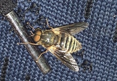 Goniops chrysocoma