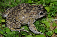 Vandijkophrynus angusticeps