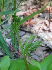 Botrychium alaskense