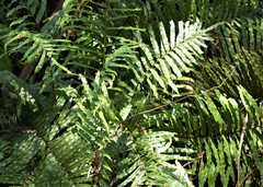 Thelypteris confluens