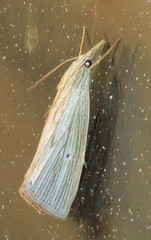 Eoreuma densellus