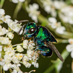 Euperilampus triangularis